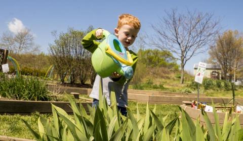 A boy waters plants at the Kentucky Children's Garden