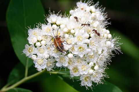 Virginia spiraea (Spiraea virginiana) in The Arboretum