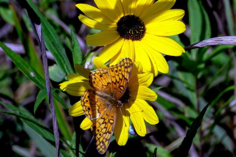 A fritillary on a sunflower