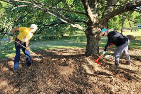 Two workers shovel mulch beside a tree in the garden